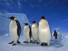 Фауна Антарктиды