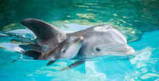 Дельфины: иной разум на Земле