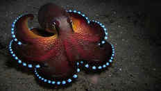 Осьминоги - глубоководные хищники