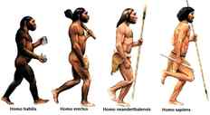 Эволюция человека: утрата шерсти
