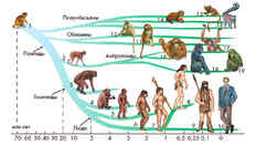 Эволюция мозга приматов