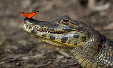 Древние и современные крокодилы
