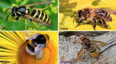 Пчёлы, шмели и осы