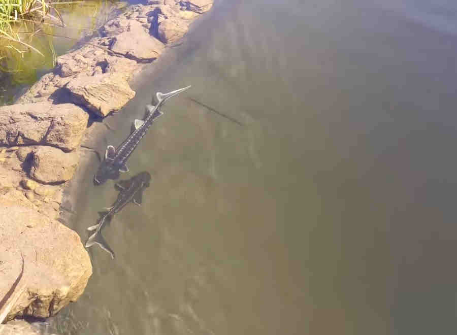 Осетры на участке. Осетры на участке.