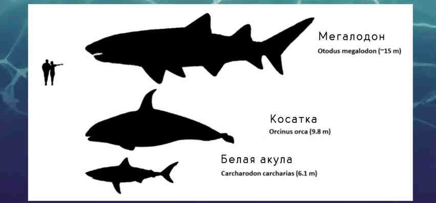 Размеры мегалодона Размеры мегалодона