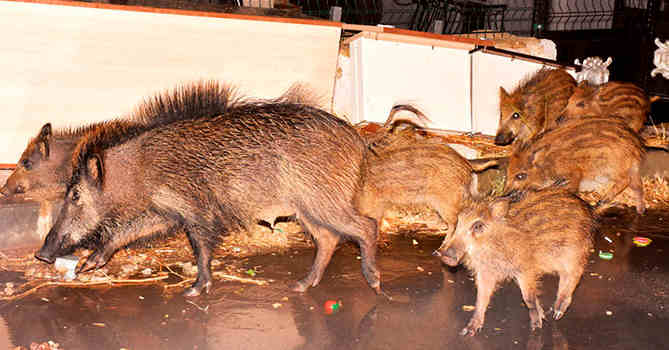 Кабаны в Бодруме Кабаны в Бодруме