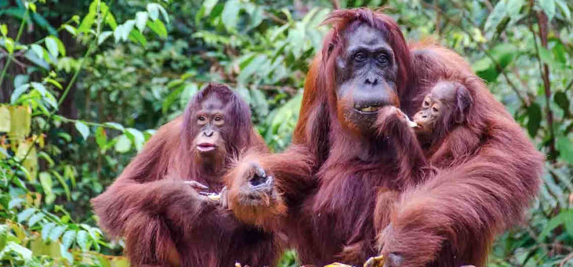 Ячейка общества у обезьян