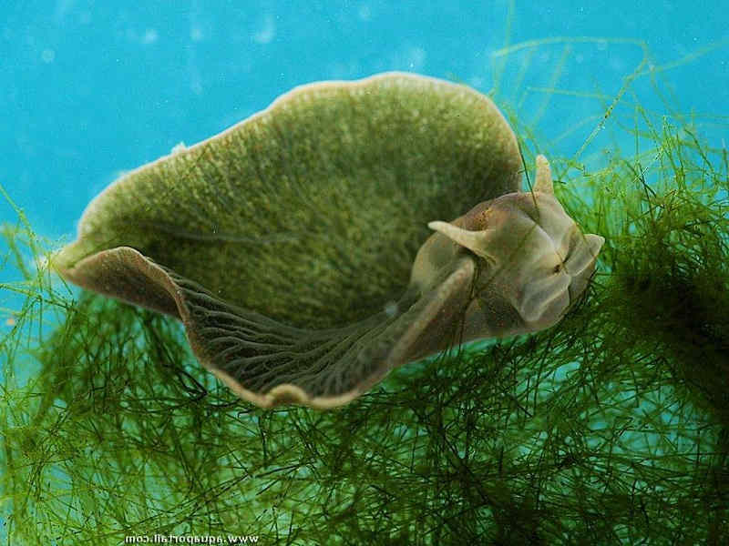 Elysia chlorotica Elysia chlorotica