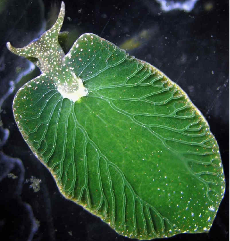 Elysia chlorotica уникальный вид животного Elysia chlorotica уникальный вид животного