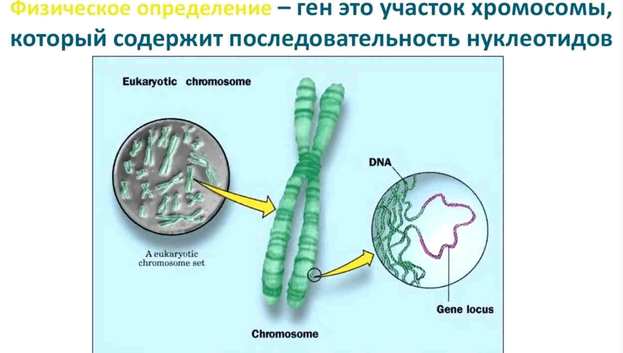 Ген биология 9 класс