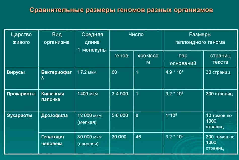 Сравнительные размеры геномов разных организмов