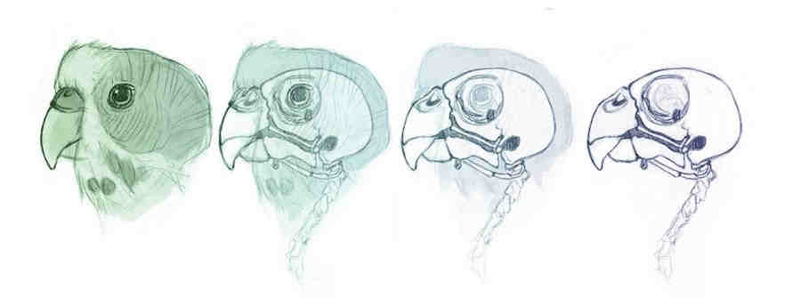 Строение черепа попугая
