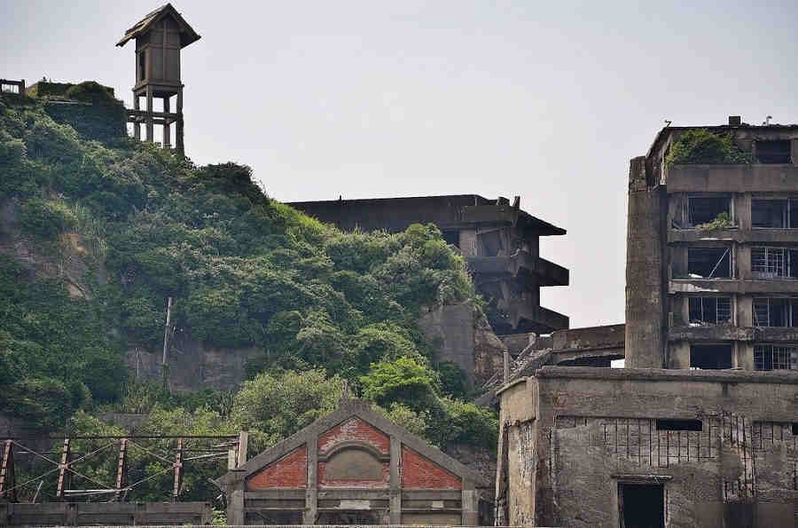 Растения на острове Растения на острове