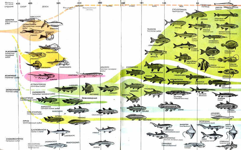какие рыбы эволюционно самые молодые. Смотреть фото какие рыбы эволюционно самые молодые. Смотреть картинку какие рыбы эволюционно самые молодые. Картинка про какие рыбы эволюционно самые молодые. Фото какие рыбы эволюционно самые молодые