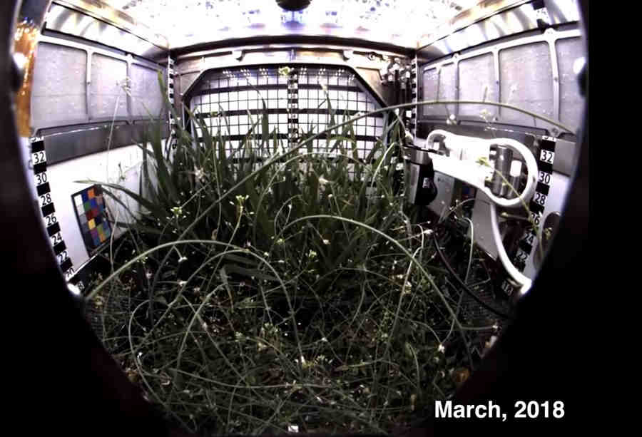 На орбите выращивают в основном зелень