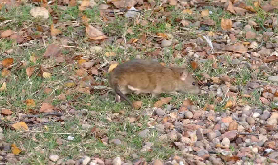 Грызуны используют гибернацию