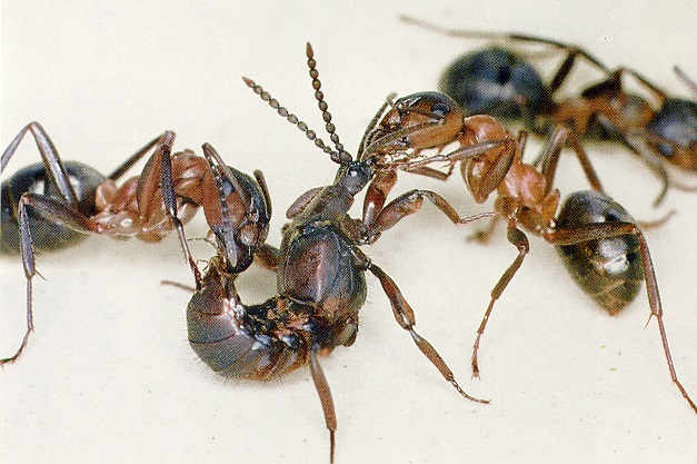 Ломехуза в действии Ломехуза в действии