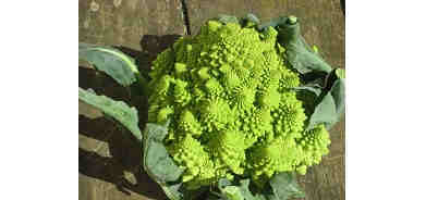 Корни, капуста, петрушка, пастернак