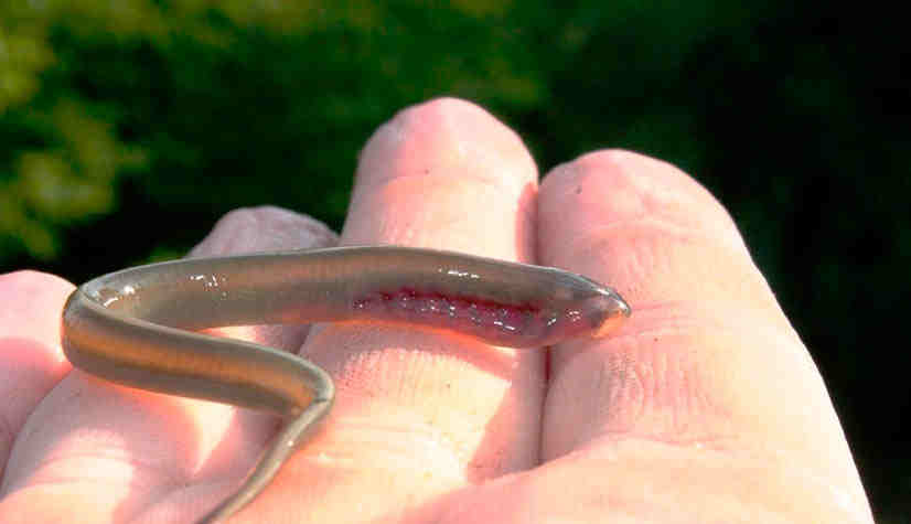 рыба как червяк с зубами. Смотреть фото рыба как червяк с зубами. Смотреть картинку рыба как червяк с зубами. Картинка про рыба как червяк с зубами. Фото рыба как червяк с зубами рыба как червяк с зубами. Смотреть фото рыба как червяк с зубами. Смотреть картинку рыба как червяк с зубами. Картинка про рыба как червяк с зубами. Фото рыба как червяк с зубами