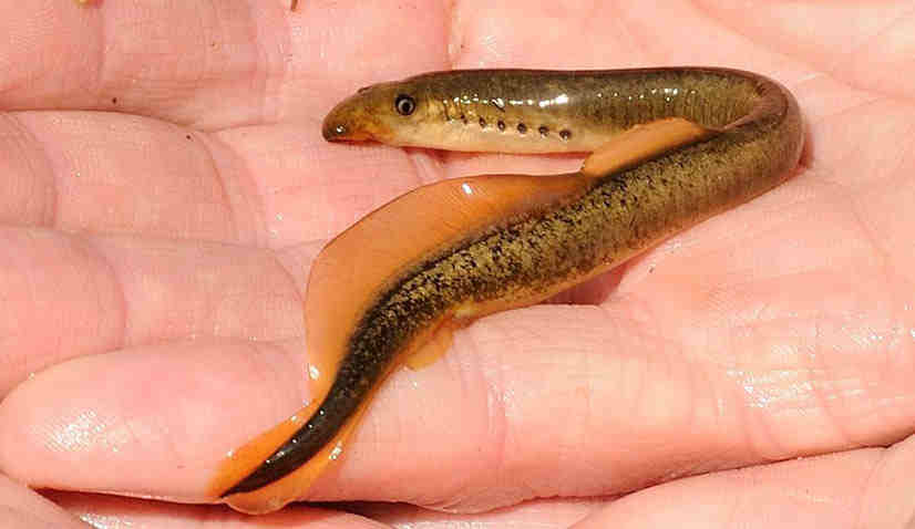 рыба как червяк с зубами. Смотреть фото рыба как червяк с зубами. Смотреть картинку рыба как червяк с зубами. Картинка про рыба как червяк с зубами. Фото рыба как червяк с зубами рыба как червяк с зубами. Смотреть фото рыба как червяк с зубами. Смотреть картинку рыба как червяк с зубами. Картинка про рыба как червяк с зубами. Фото рыба как червяк с зубами