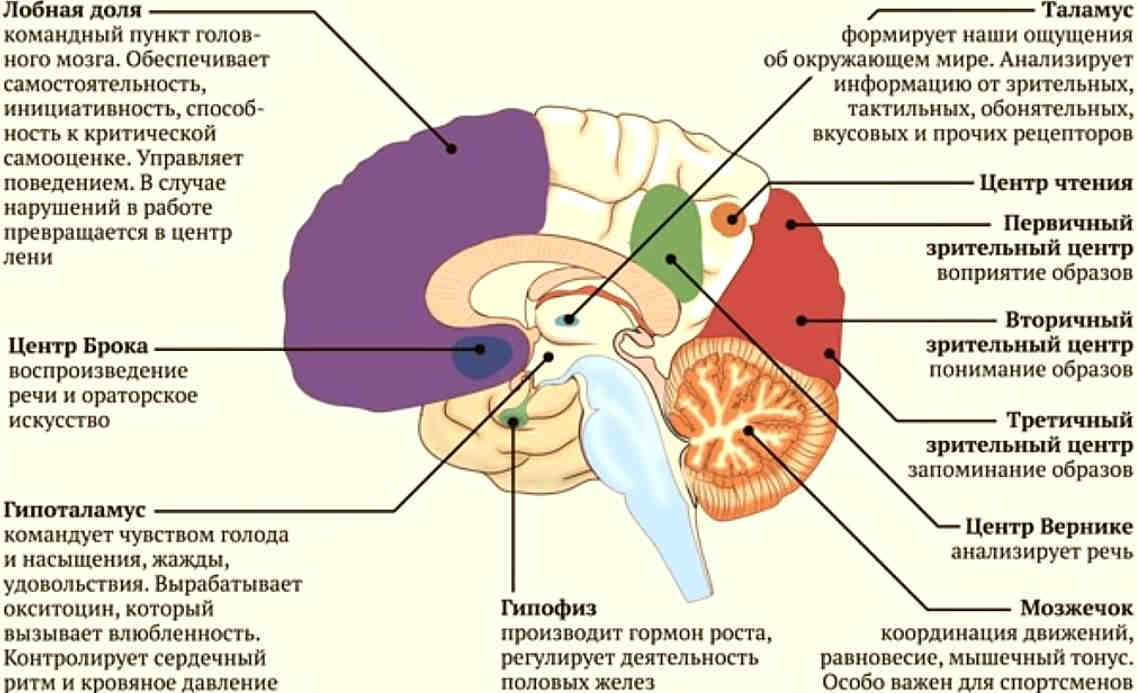 река мозга