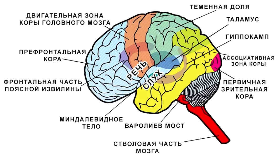 Клетки мозга фото