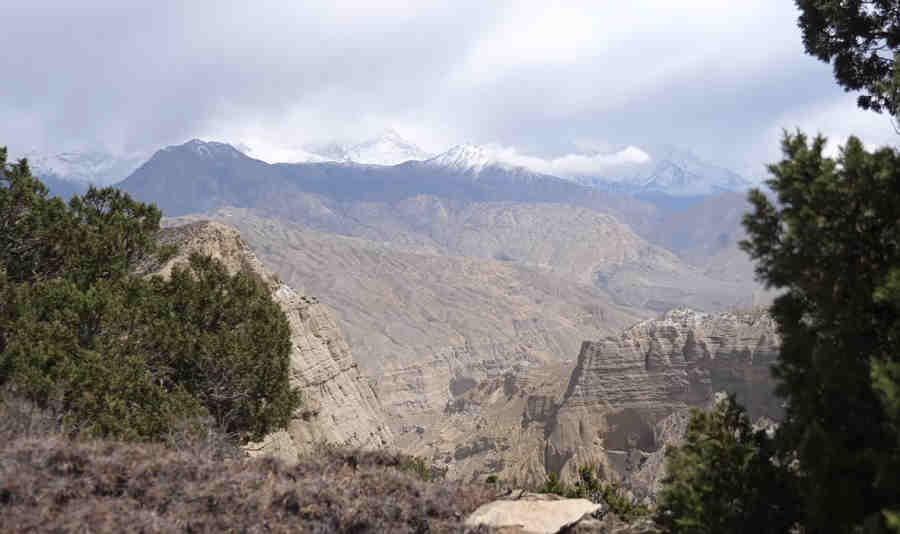 Виды королевства Мустанг