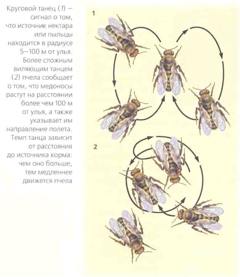 Движения пчел. Танец пчел схема. Танец пчел в улье. Танец пчелы разведчицы схема. Схема танцев пчелы-разведчицы танцующей в улье на сотах.