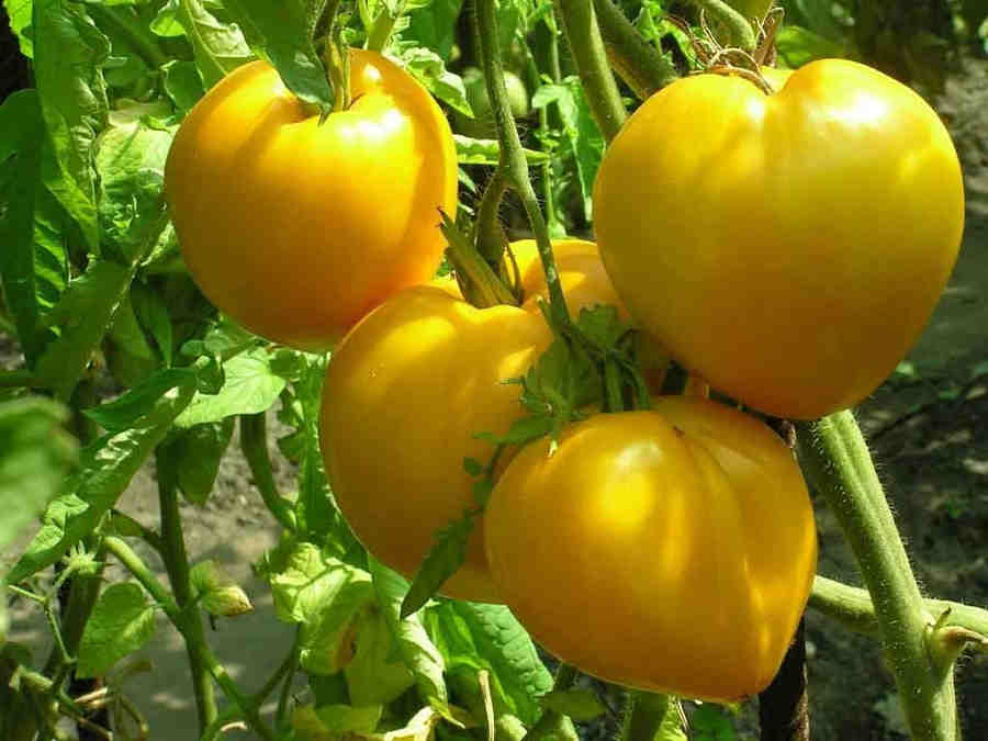pomidor1