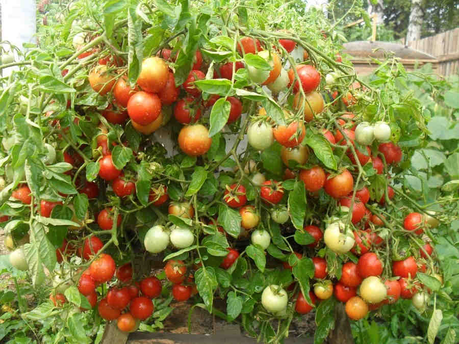 pomidor4
