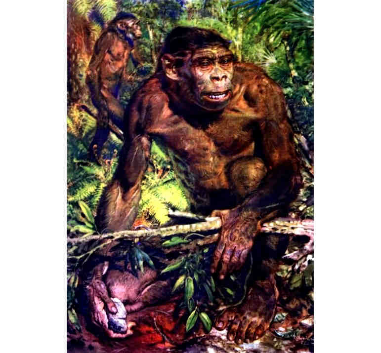 Парантропы - вегетарианцы Парантропы - вегетарианцы