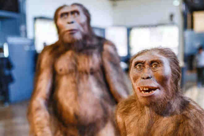 Почему у человека исчезла шерсть? Почему у человека исчезла шерсть?