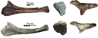 Сравнение костей австралийского образца NMV P186076 (внизу) с локтевой костью мегараптора Megaraptor namunhuaiquii (вверху) в различных проекциях Сравнение костей австралийского образца NMV P186076 (внизу) с локтевой костью мегараптора Megaraptor namunhuaiquii (вверху) в различных проекциях