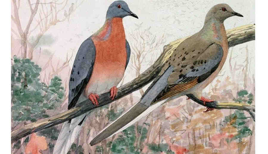 Странствующий голубь