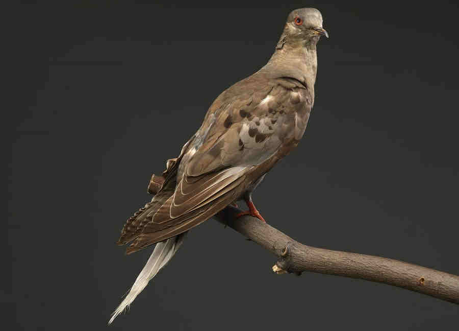 Странствующий голубь