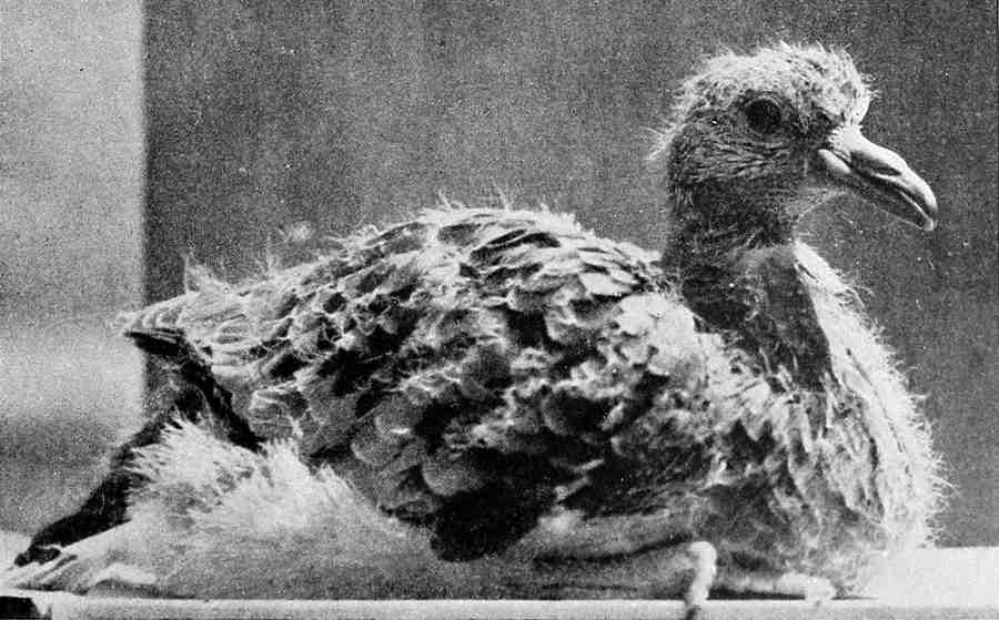 Живой птенец странствующего голубя