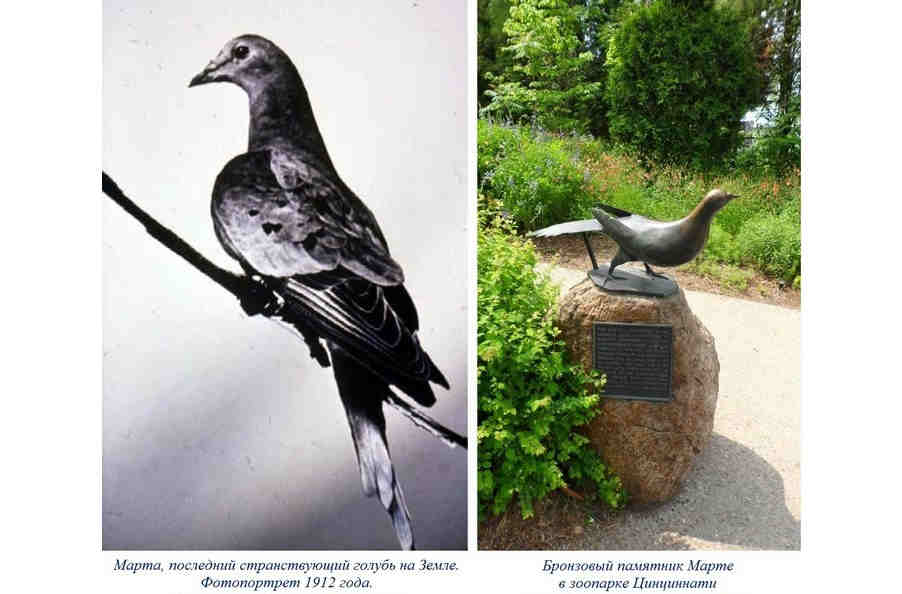 1 сентября голубя не стало