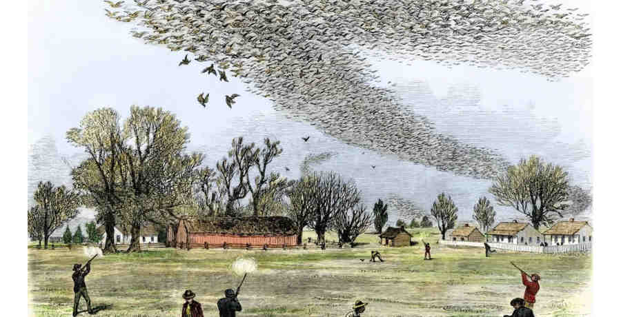 Охота на пролетающую стаю