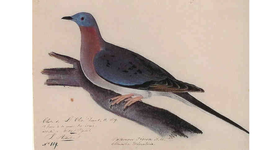 Странствующий голубь