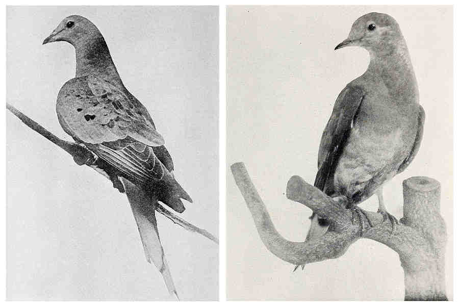 Марта - последний странствующий голубь