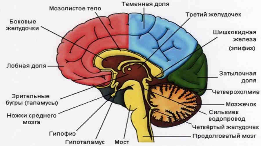 Рассмотрите схему строения головного мозга и расшифруйте обозначенные цифрами структурные элементы