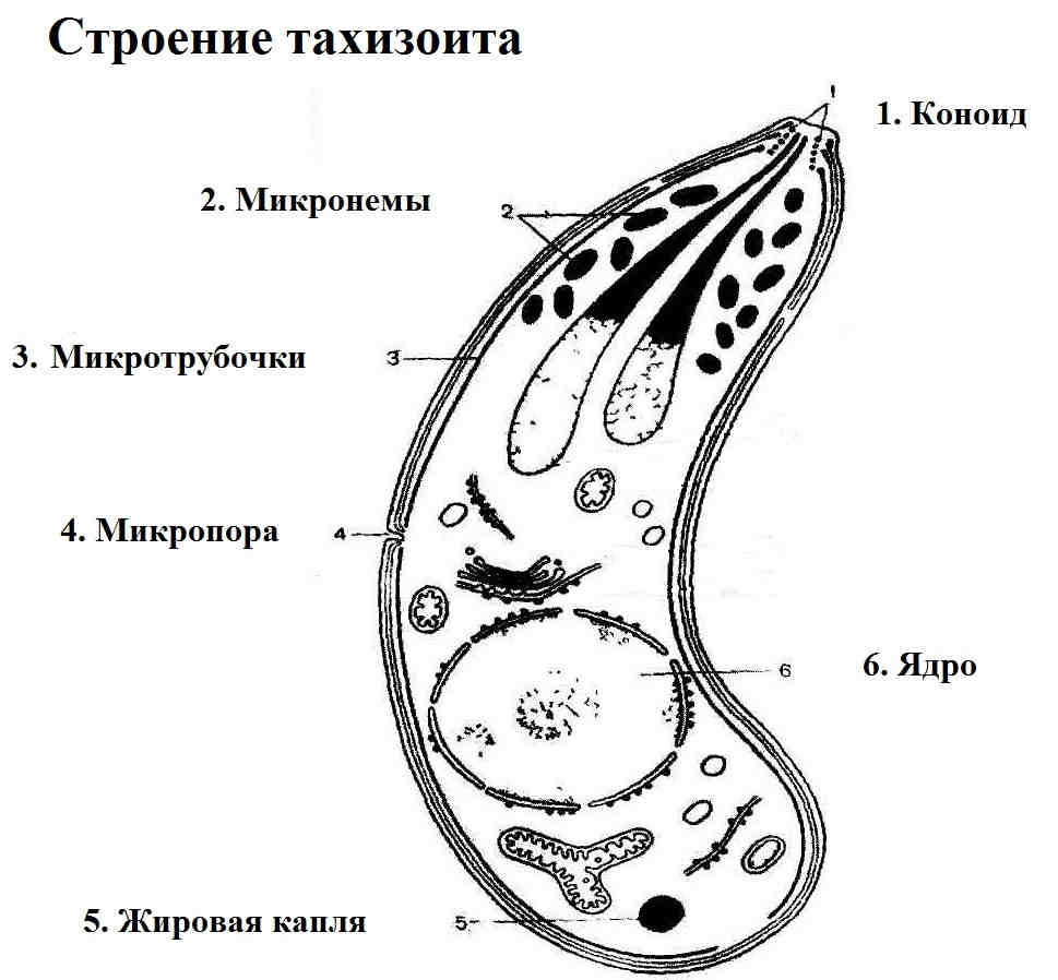 Токсоплазма рисунок с подписями