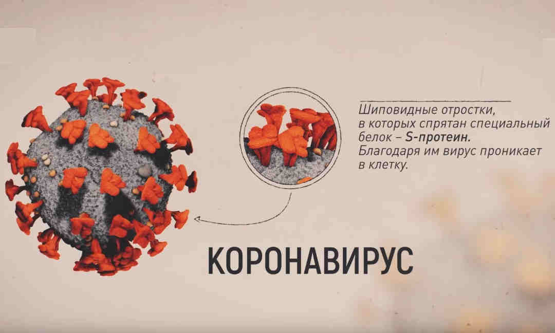Заражение клетки Заражение клетки