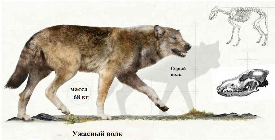 Ужасный волк