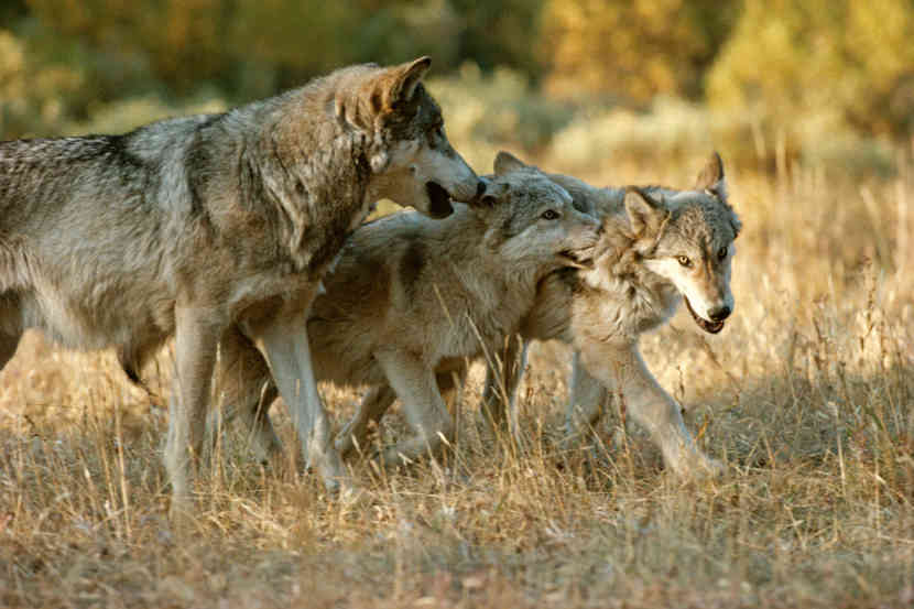 Стая волков