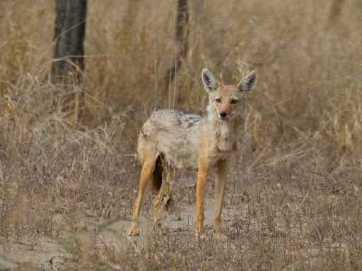 Африканский золотой волк