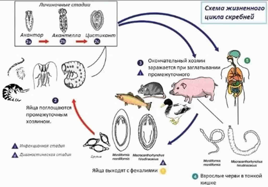 Стадия жизненного цикла червя. Схема цикла развития скребня гигантского. Жизненный цикл гельминтов схема. Схема жизненного цикла червей паразитов животных. Схема развития паразитических червей.