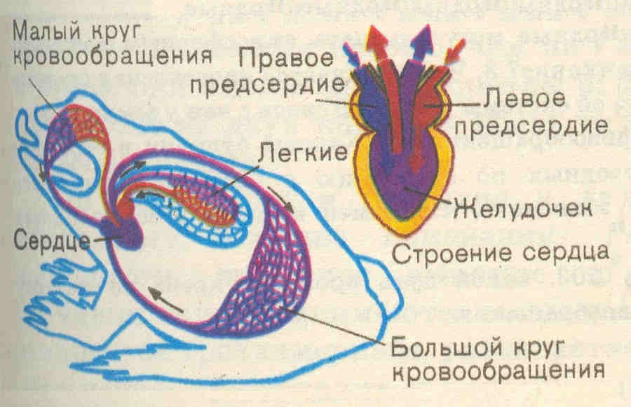 Кровеносная система лягушки