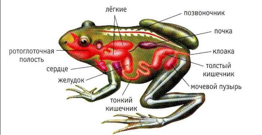Внутренние органы лягушки