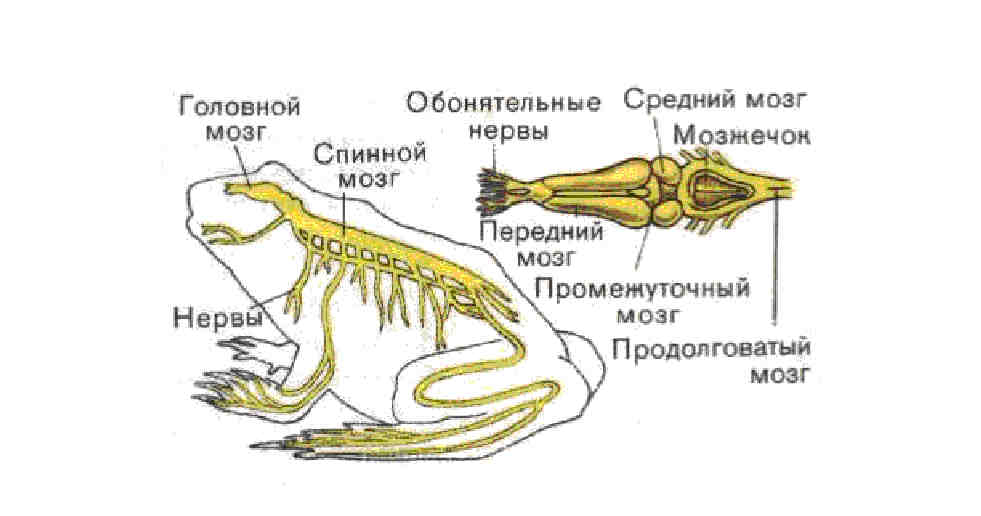 Нервная система лягушки